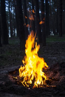 Arka plandaki ağaçlara karşı ormanda inanılmaz bir yangın. Ormanda şenlik ateşi. Yangının turuncu alevi