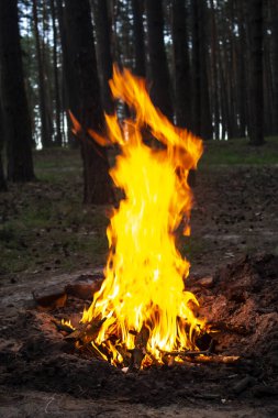 Arka plandaki ağaçlara karşı ormanda inanılmaz bir yangın. Ormanda şenlik ateşi. Yangının turuncu alevi