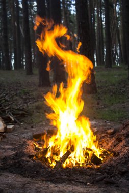 Arka plandaki ağaçlara karşı ormanda inanılmaz bir yangın. Ormanda şenlik ateşi. Yangının turuncu alevi