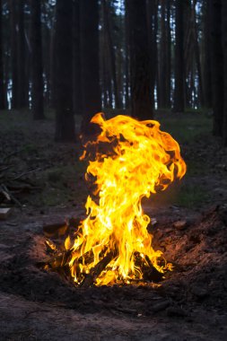 Arka plandaki ağaçlara karşı ormanda inanılmaz bir yangın. Ormanda şenlik ateşi. Yangının turuncu alevi