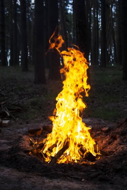 Arka plandaki ağaçlara karşı ormanda inanılmaz bir yangın. Ormanda şenlik ateşi. Yangının turuncu alevi