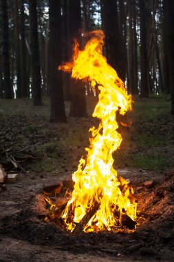 Arka plandaki ağaçlara karşı ormanda inanılmaz bir yangın. Ormanda şenlik ateşi. Yangının turuncu alevi
