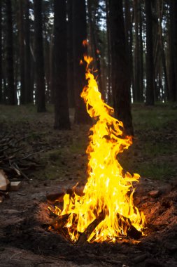 Arka plandaki ağaçlara karşı ormanda inanılmaz bir yangın. Ormanda şenlik ateşi. Yangının turuncu alevi