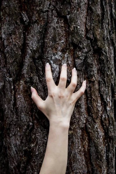 Рука Рухається Дереві Може Бути Використаний Страшному Дизайні Жаху — стокове фото