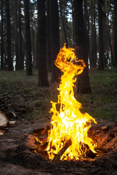 Удивительный Пожар Лесу Фоне Деревьев Костер Лесу Оранжевое Пламя Огня — стоковое фото