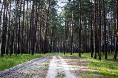 Baharda bir yolu olan çam ormanı. Yeşil orman yolu. Doğal ortam. Doğa, dallar ve ağaçlar. Doğada yürümek..