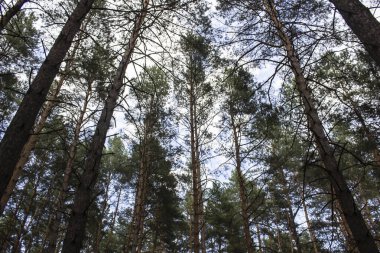 Mavi gökyüzüne karşı uzun kuru çam ağaçları. Mavi gökyüzüne karşı güzel kozalaklı ağaçlar. Çam ormanındaki yüksek ağaçların tepeleri. Çam ormanındaki yüksek ağaçların tepeleri. Çam ağaçlarının üzerinde mavi gökyüzü.