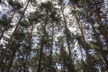 Mavi gökyüzüne karşı uzun kuru çam ağaçları. Mavi gökyüzüne karşı güzel kozalaklı ağaçlar. Çam ormanındaki yüksek ağaçların tepeleri. Çam ormanındaki yüksek ağaçların tepeleri. Çam ağaçlarının üzerinde mavi gökyüzü.