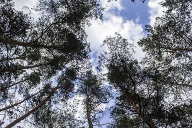 Mavi gökyüzüne karşı uzun kuru çam ağaçları. Mavi gökyüzüne karşı güzel kozalaklı ağaçlar. Çam ormanındaki yüksek ağaçların tepeleri. Çam ormanındaki yüksek ağaçların tepeleri. Çam ağaçlarının üzerinde mavi gökyüzü.