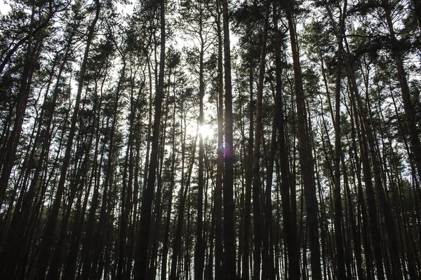 Une Lumière Soleil Entre Les Arbres Dans Forêt Une Lumière — Photo