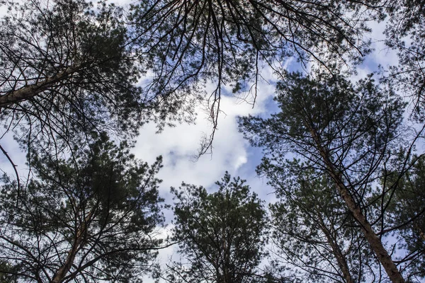 Tall dry pine trees against the blue sky. Beautiful coniferous trees against the blue sky. The tops of tall trees in a pine forest. The tops of tall trees in a pine forest. Blue sky over pines.