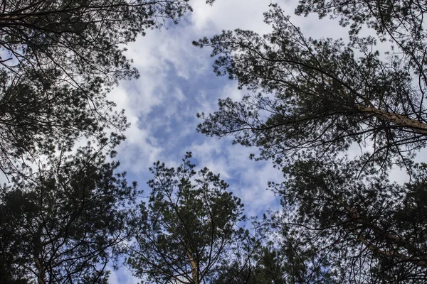 Pinhais Secos Altos Contra Céu Azul Belas Árvores Coníferas Contra — Fotografia de Stock