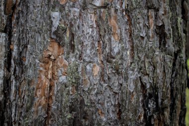 Arkaplan olarak kullanılacak ağaç kabuğu dokusu. Tasarım için ahşap kabuk dokusu. Gün ışığında bir ağacın parçası. Ağaç ve yapının kabuk dokusu