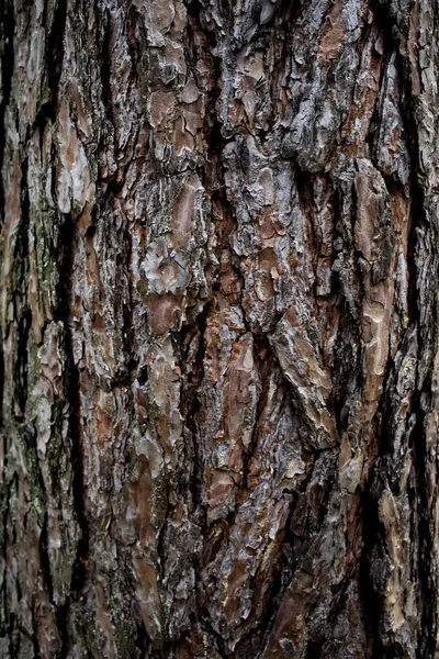 Baumrinde Die Als Hintergrund Verwendet Werden Kann Holzrinde Textur Für — Stockfoto