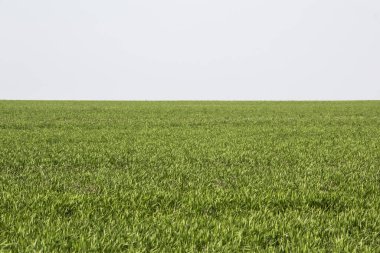 Arka planda güzel yeşil çimenler var. Yeşil çimen deseni tasarımda kullanılabilir.