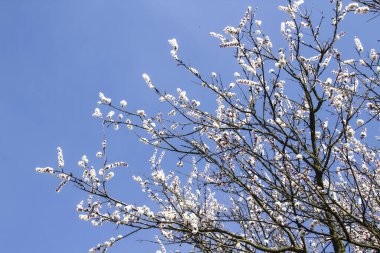 İlkbaharda kayısı çiçeği açar, genç ağaç dalında çiçek açar. Kayısı çiçeğini kapatın. Beyaz çiçekler ve güneşli bahar arka planında mavi gökyüzü..