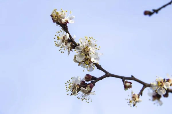 Meruňkové Květy Kvetou Jaře Kvetou Mladé Větvi Stromu Zavřít Meruňkový — Stock fotografie