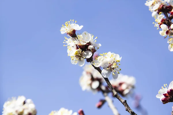 Meruňkové Květy Kvetou Jaře Kvetou Mladé Větvi Stromu Zavřít Meruňkový — Stock fotografie