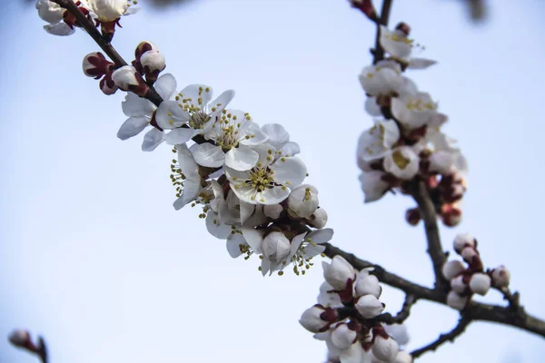 Apricot Blossom Flowers Spring Blooming Young Tree Branch Close Apricot — Stock Photo, Image