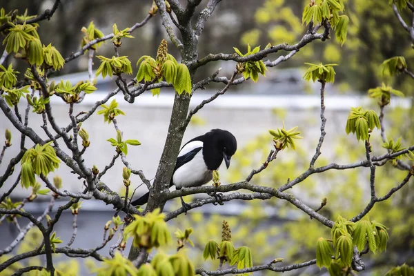 A magpie sits on top of a chestnut tree that will bloom soon. A stunning view of the verdant chestnut branches in early spring. Beautiful magpie bird sits on tree branches. Amazing days of spring