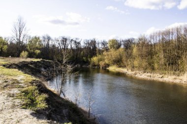 Ormandaki Ukrayna manzarası. Sumy şehrinde Psel adında bir nehir ormanı. Ukrayna 'da bir nehir kıyısındaki çam ağaçları. Psel adında güzel bir nehir