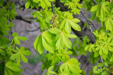 Yeşil yapraklı bir kestane ağacının makro fotoğrafı. Baharın gelişi kavramı.