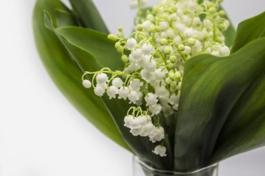 Vadideki Lily. Vadinin çiçekli çiçekleri arka planda. Vadinin bahar çiçeği zambakları.