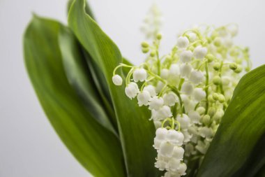 Vadideki Lily. Vadinin çiçekli çiçekleri arka planda. Vadinin bahar çiçeği zambakları.