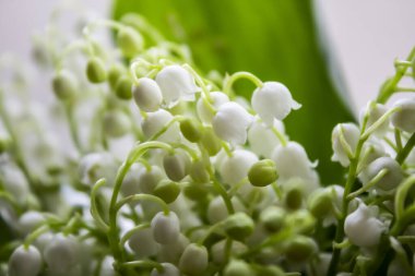 Vadideki Lily. Vadinin çiçekli çiçekleri arka planda. Vadinin bahar çiçeği zambakları.