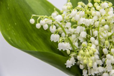 Vadideki Lily. Vadinin çiçekli çiçekleri arka planda. Vadinin bahar çiçeği zambakları.