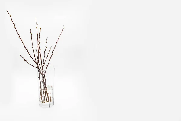 Twigs Tree Glass White Background Trees Branches Buds Glass — Stock Photo, Image
