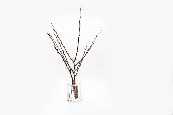 Twigs Tree Glass White Background Trees Branches Buds Glass — Stock Photo, Image