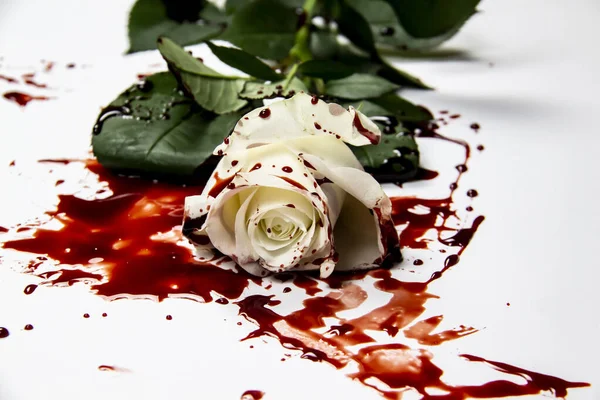 Beautiful Bloody White Rose White Background Bloody Rose Conceptual Photo — Stock Photo, Image