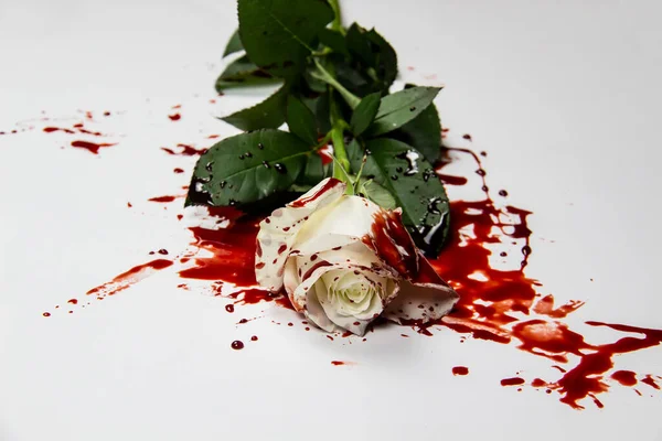 Beautiful Bloody White Rose White Background Bloody Rose Conceptual Photo — Stock Photo, Image