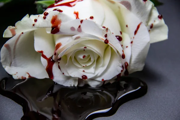 Красивая Кровавая Белая Роза Темном Фоне Кровавая Роза Концептуальное Фото — стоковое фото