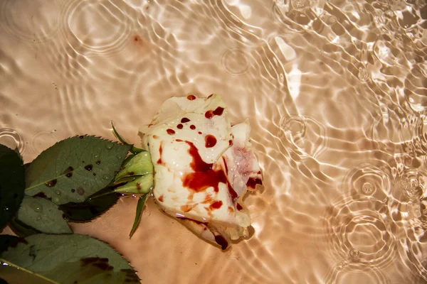 Όμορφη Και Ματωμένη Στο Νερό Καταραμένο Τριαντάφυλλο Στο Νερό Λευκό — Φωτογραφία Αρχείου
