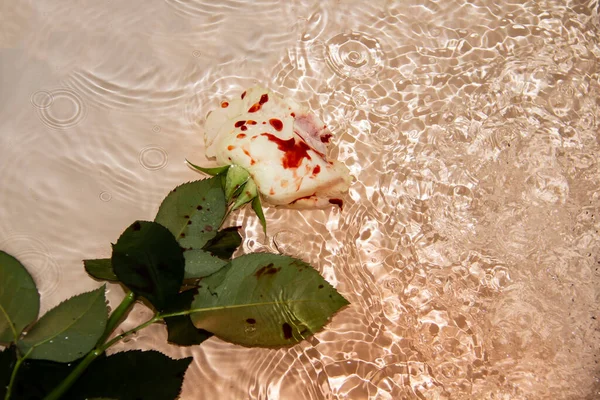 Schön Und Blutig Auf Dem Wasser Blutig Ging Auf Dem — Stockfoto