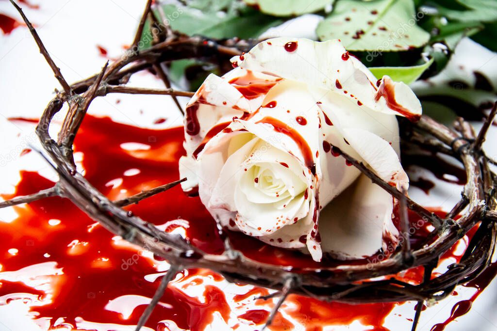 Beautiful and bloody white rose with the wreath of branches with thorns on the white background. Bloody rose - conceptual photo.  White rose with blood and crown of thorns.