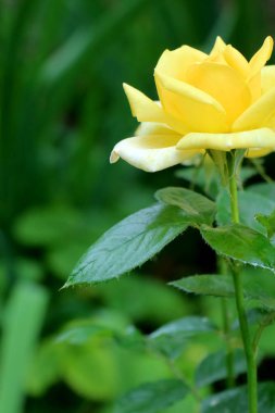 Yeşil arkaplanda sarı gül