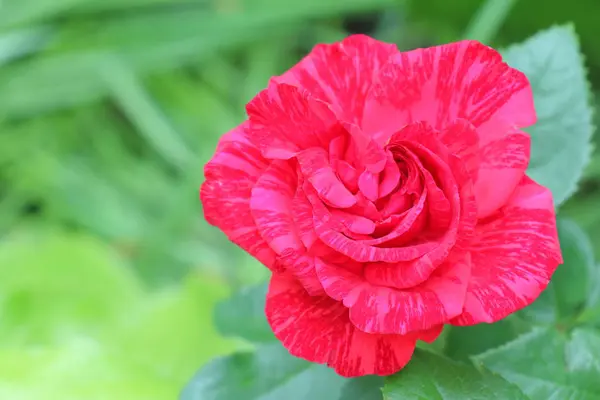 Czerwona Róża Zielonym Tle — Zdjęcie stockowe
