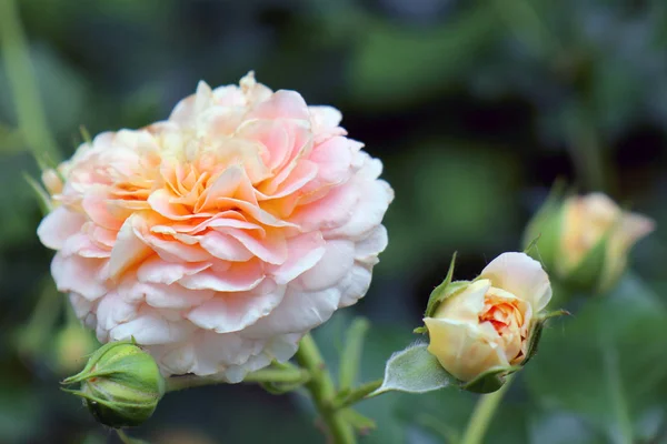 Розовая Роза Зеленом Фоне — стоковое фото
