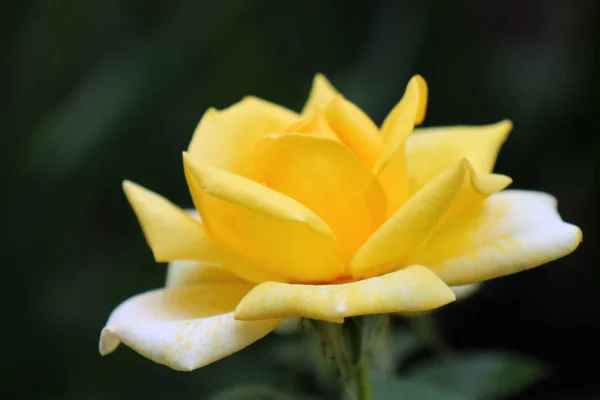 Желтая Роза Зеленом Фоне — стоковое фото