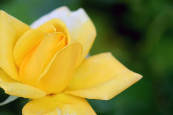 绿色背景的黄色玫瑰 — 图库照片