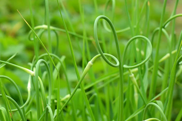 Köpfe Von Dekorativem Knoblauch Auf Grünem Hintergrund — Stockfoto