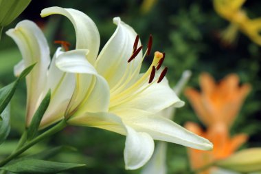 Güzel yeşil bir arka planda beyaz zambak