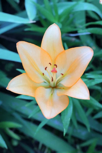 Orangefarbene Lilie Auf Schönem Grünen Hintergrund — Stockfoto