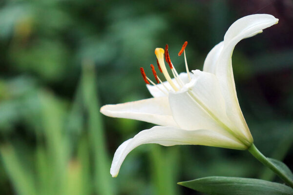 белая лилия на красивом зеленом фоне
