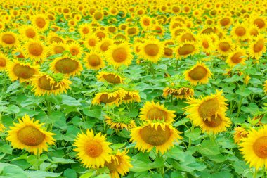 Ayçiçeği tarlada arka planda