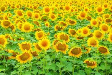 Ayçiçeği tarlada arka planda