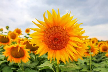 Ayçiçeği tarlada arka planda